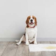 Lėtinis inkstų nepakankamumas