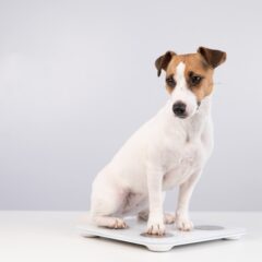 Svorio valdymas / viršsvoris / nutukimas