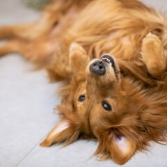 Virškinamojo trakto ligos