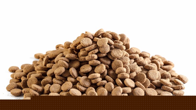 dry dog food isolated on white background