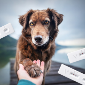 Veterinarinė diagnostika