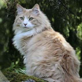 Veterinarinė diagnostika