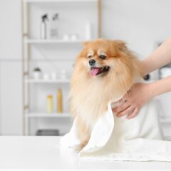 Dermakosmetiniai šampūnai