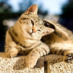 Nepageidaujama reakcija į maistą / eliminacinė dieta / pagalba odai