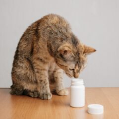 Dermakosmetiniai šampūnai