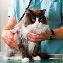  Virškinamojo trakto ligos