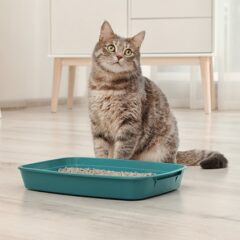 Inkstai ir šlapimo takai