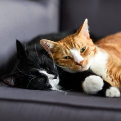 Lėtinis kepenų nepakankamumas