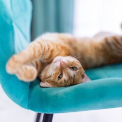 Oda – dermatologinė nano formos sidabro linij