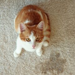 Lėtinis inkstų nepakankamumas