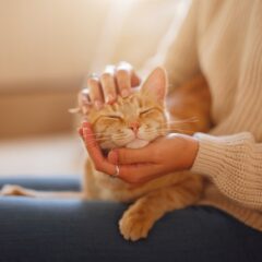 Apatinių šlapimo takų liga