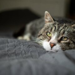 Seno amžiaus augintiniams