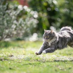 Imunitetas / vitaminai