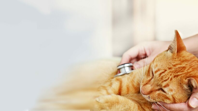 Veterinarian examining a kitten
