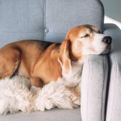 Lėtinis kepenų nepakankamumas