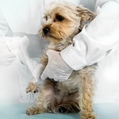 Žaizdų priežiūra